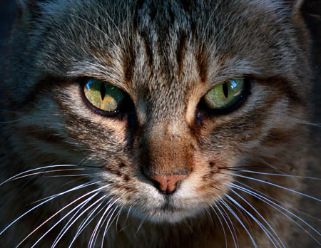 Portrait photographer serving Boise, Nampa and the Treasure Valley